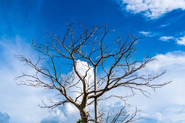 Mavi gökyüzü arka planında kuru ağaç dalları