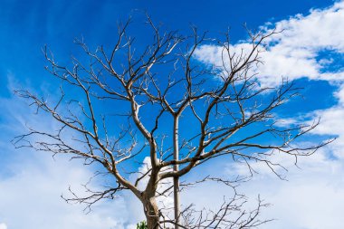 Mavi gökyüzü arka planında kuru ağaç dalları