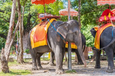 Ayutthaya, Tayland - 17 Eylül 2022: Ayutthaya 'da Ayutthaya antik kenti Ayutthaya, Tayland turu için fillere binen gezgin Ayutthaya filleri.