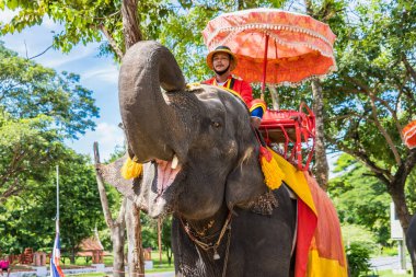 Ayutthaya, Tayland - 17 Eylül 2022: Ayutthaya 'da Ayutthaya antik kenti Ayutthaya, Tayland turu için fillere binen gezgin Ayutthaya filleri.