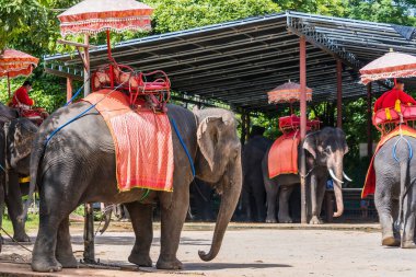 Ayutthaya, Tayland - 17 Eylül 2022: Ayutthaya 'da Ayutthaya antik kenti Ayutthaya, Tayland turu için fillere binen gezgin Ayutthaya filleri.
