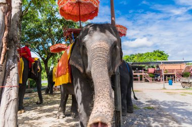 Ayutthaya, Tayland - 17 Eylül 2022: Ayutthaya 'da Ayutthaya antik kenti Ayutthaya, Tayland turu için fillere binen gezgin Ayutthaya filleri.