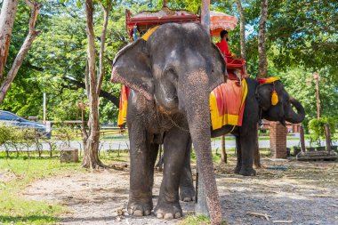 Ayutthaya, Tayland - 17 Eylül 2022: Ayutthaya 'da Ayutthaya antik kenti Ayutthaya, Tayland turu için fillere binen gezgin Ayutthaya filleri.