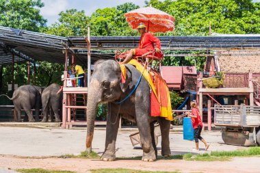 Ayutthaya, Tayland - 17 Eylül 2022: Ayutthaya 'da Ayutthaya antik kenti Ayutthaya, Tayland turu için fillere binen gezgin Ayutthaya filleri.