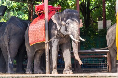 Ayutthaya, Tayland - 17 Eylül 2022: Ayutthaya 'da Ayutthaya antik kenti Ayutthaya, Tayland turu için fillere binen gezgin Ayutthaya filleri.