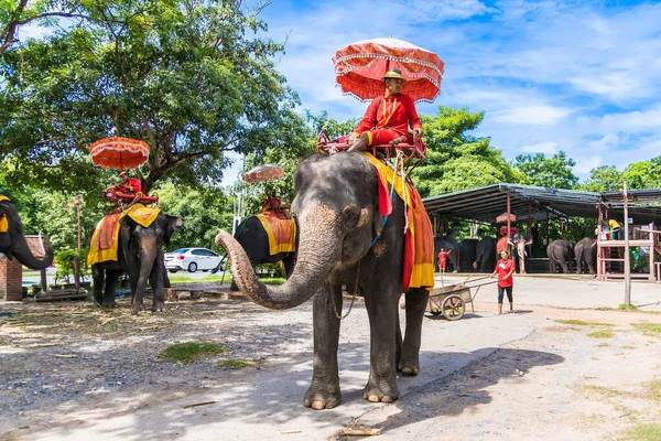 Ayutthaya Thailand September 2022 Thai Elephants Ayutthaya Traveler Riding Elephant — Stock Photo, Image