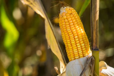 Tarlalarda hasadı bekleyen olgun mısırlar. Kavram: Tayland 'da ekonomik tarım mahsulü. Mısır, hayvan yemi ve gıda endüstrisinde kullanılır. Tarım mevsimi.