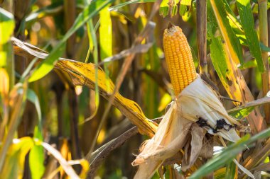 Tarlalarda hasadı bekleyen olgun mısırlar. Kavram: Tayland 'da ekonomik tarım mahsulü. Mısır, hayvan yemi ve gıda endüstrisinde kullanılır. Tarım mevsimi.