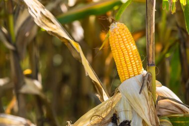 Tarlalarda hasadı bekleyen olgun mısırlar. Kavram: Tayland 'da ekonomik tarım mahsulü. Mısır, hayvan yemi ve gıda endüstrisinde kullanılır. Tarım mevsimi.