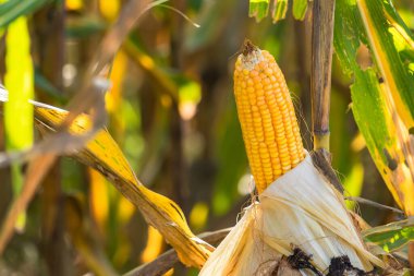 Tarlalarda hasadı bekleyen olgun mısırlar. Kavram: Tayland 'da ekonomik tarım mahsulü. Mısır, hayvan yemi ve gıda endüstrisinde kullanılır. Tarım mevsimi.
