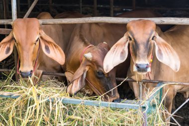 Tayland inekleri ot yiyor, Tayland kırsalında sabahın erken saatlerinde saman pilavı yiyor..