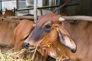 Tayland inekleri ot yiyor, Tayland kırsalında sabahın erken saatlerinde saman pilavı yiyor..