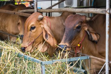Tayland inekleri ot yiyor, Tayland kırsalında sabahın erken saatlerinde saman pilavı yiyor..