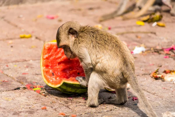 Thai Lopburi Monkey Lopburi Thaialnd — 스톡 사진