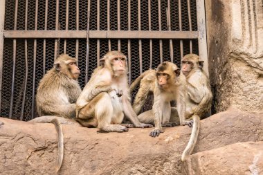 Tayland Lopburi Maymunu Lopburi Tayland 'da.
