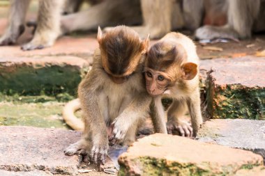 Tayland Lopburi Maymunu Lopburi Tayland 'da.