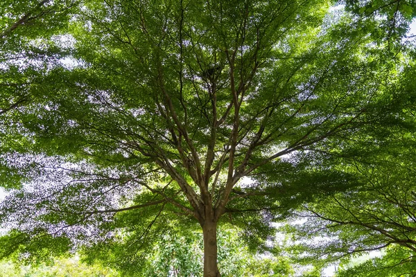 Zelený Strom Jarní Sezóně — Stock fotografie