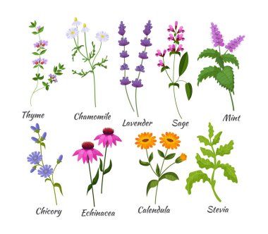 Şifalı bitkiler hazır. Botanik çiçekleri, kekik, papatya çayı, lavanta, adaçayı, nane, hindiba, ekinezya, calendula, stevia. Bitkisel ilaçlar doğal yapraklar ve tomurcuklar. Vahşi taze çiçekli düz vektör