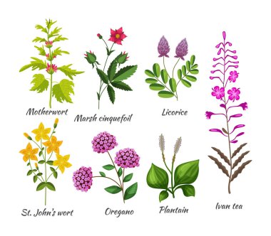 Yaban çiçeği seti. Doğal tedavi için bitkisel bitkiler ve çiçek. Motherwort, marsh cinquefoil, meyan kökü, St. John 's wort, kekik otu, muz, Ivan çayı. Doğa botanik bitkileri düz vektör
