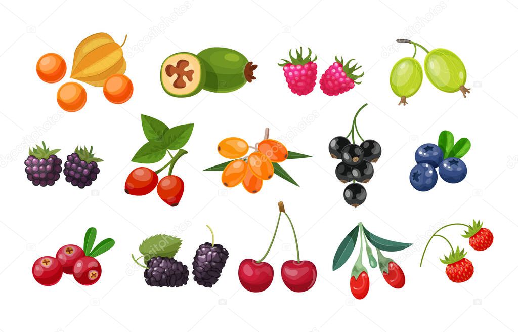 Forest berry and fruit plant. Juicy fresh berries barberry, lingonberry, blueberry, cherry, blackberry, strawberry, cranberry, currant, gooseberry, raspberry, physalis, feijoa, rosehip, goji vector