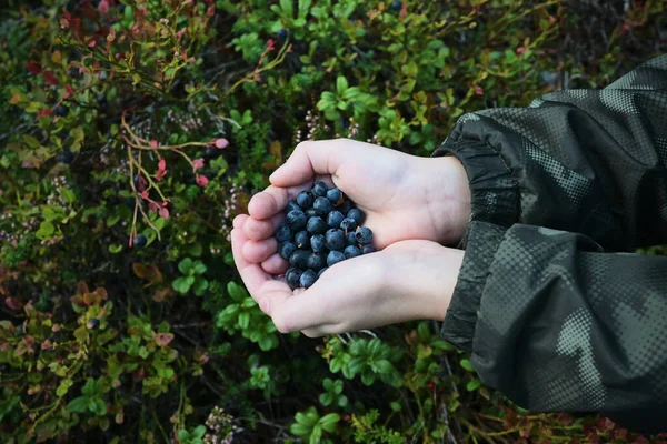 Children Palms Handful Blueberries Forest — Stock Photo, Image