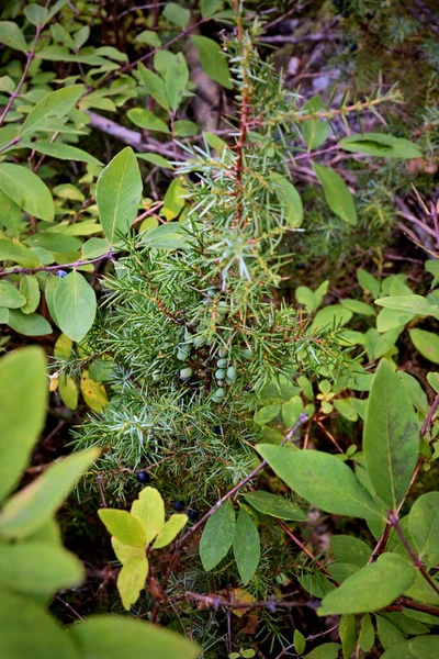 Enebro Con Bayas Bosque — Foto de Stock