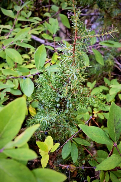 Enebro Con Bayas Bosque — Foto de Stock