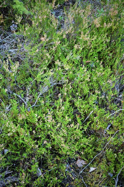 Herbst Waldhintergrund Gras Wald Moos Blaubeeren Flechten — Stockfoto