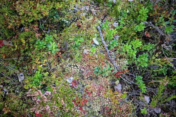 Autumn forest background: grass, forest, moss, blueberry, lichen