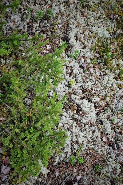 Autumn forest background: grass, forest, moss, blueberry, lichen