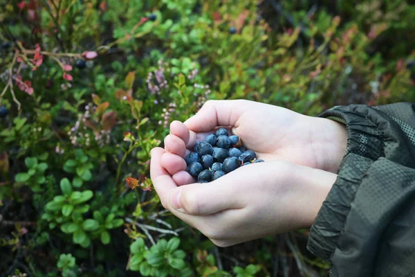 Children Palms Handful Blueberries Forest — Stock Photo, Image