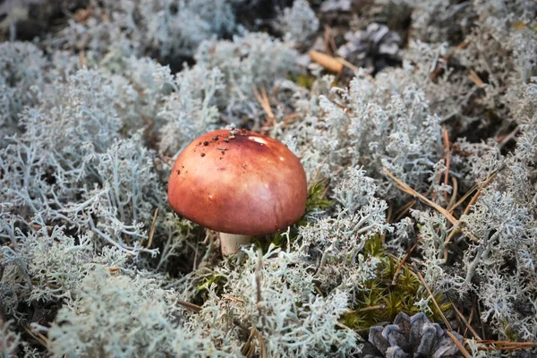Russula Mushroom Silvery Moss Forest Edible Mushroom — Stock Photo, Image