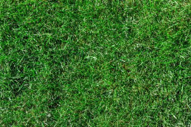Yeşil çimen dokusu. Futbol sahasında çimenler.