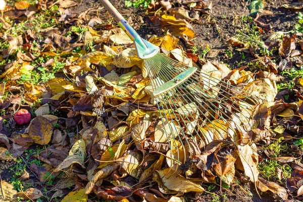 Folhas de outono. Limpeza de folhas. Trabalho no jardim. — Fotografia de Stock