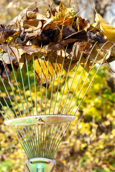 Rake with withered foliage. Sunny day. Harvesting leaves in the fall. — Stock Photo, Image