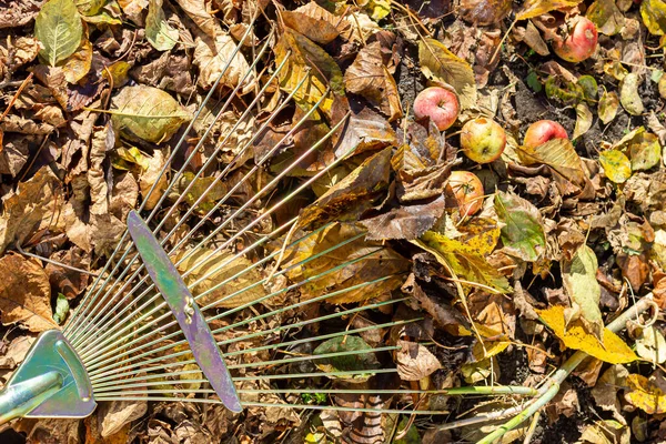 Limpeza de folhas de outono. Um ancinho remove folhas caídas. — Fotografia de Stock