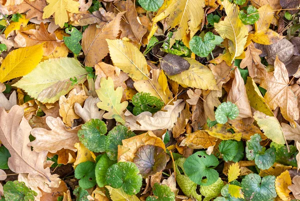 Folhas de outono caídas. Folhas secas amareladas. Fundo de outono. — Fotografia de Stock