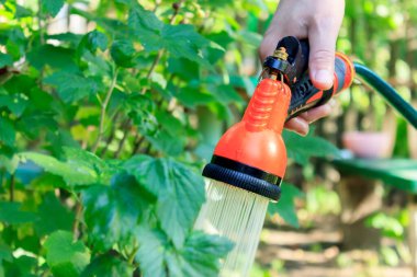Bir kadının eli su püskürtücüsünü tutar. Bahçeyi sulama süreci