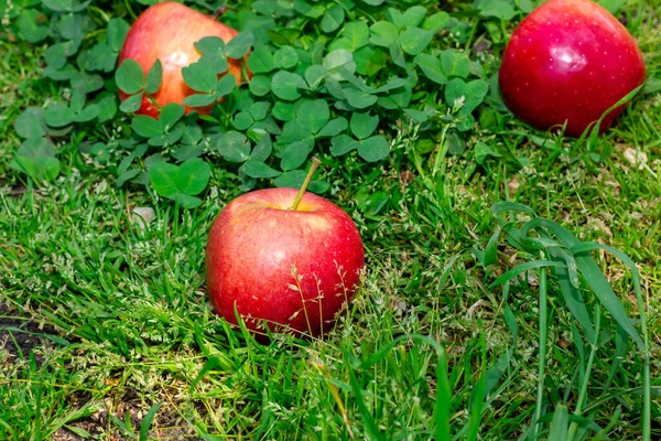 Πεσμένα Μήλα Κόκκινα Μήλα Στο Γρασίδι Οπωρώνας Υψηλής Ποιότητας Φωτογραφία — Φωτογραφία Αρχείου