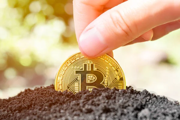 İnsan eli toprağa bitcoin ekiyor. Bitcoin güneşte. Yüksek kalite fotoğraf