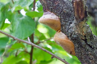 Ağaç dalında mantar. Ağaç gövdesi hastalığı. Yüksek kalite fotoğraf