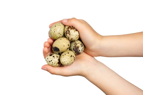 Beyaz Bir Arka Planda Izole Eller Bıldırcın Yumurtası Bir Avuç — Stok fotoğraf