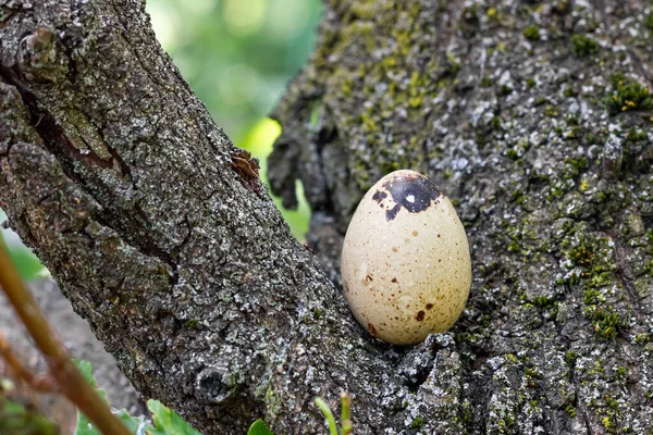 Przepiórcze Jajko Drewnianej Gałęzi Zauważone Jajko Wysokiej Jakości Zdjęcie — Zdjęcie stockowe