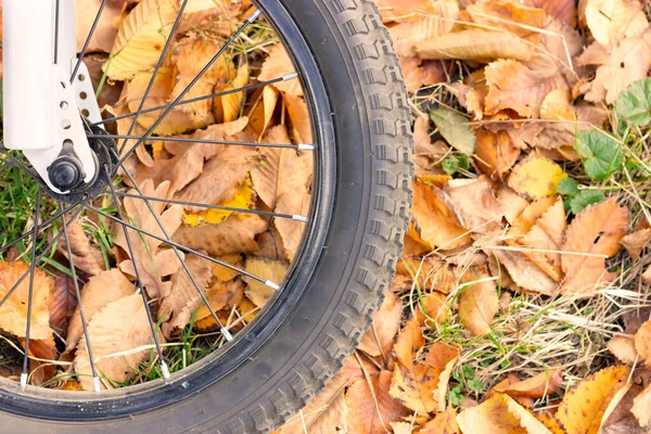 Bisiklet Tekerleği Düşmüş Sarı Yaprakların Arka Planında Sonbahar Ormanında Bisiklet — Stok fotoğraf