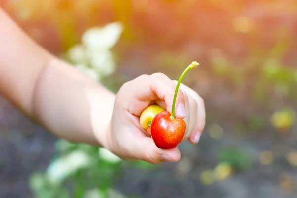 Varias Cerezas Manos Niños Recogiendo Cerezas Maduras Foto Alta Calidad — Foto de Stock