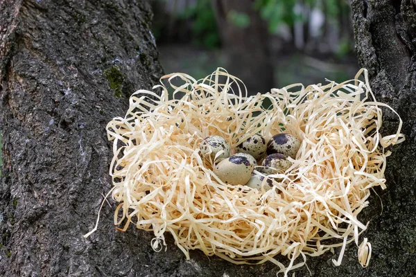 Quail Eggs Branches Tree Quail Nest High Quality Photo — Stockfoto