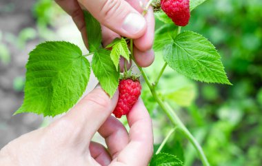 Ahududu topluyorum. Bir kadın eli çalılıktan ahududu toplar. Yüksek kalite fotoğraf