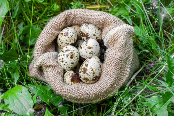 Quail Eggs Linen Bag Background Green Grass High Quality Photo — Zdjęcie stockowe