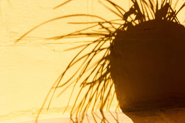 Plant shadow on a yellow wall. Yellow backdrop. High quality photo