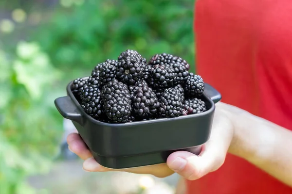 Blackberry Harvest Collection Blackberries Plate Blackberries Hand Blackberry Season High — Foto Stock
